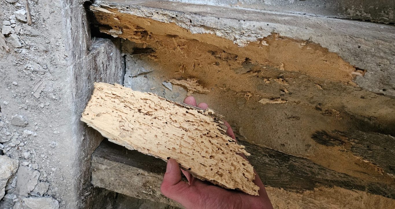 Solive en bois avec aubier dégradé, attaqué par des insectes à larves xylophages