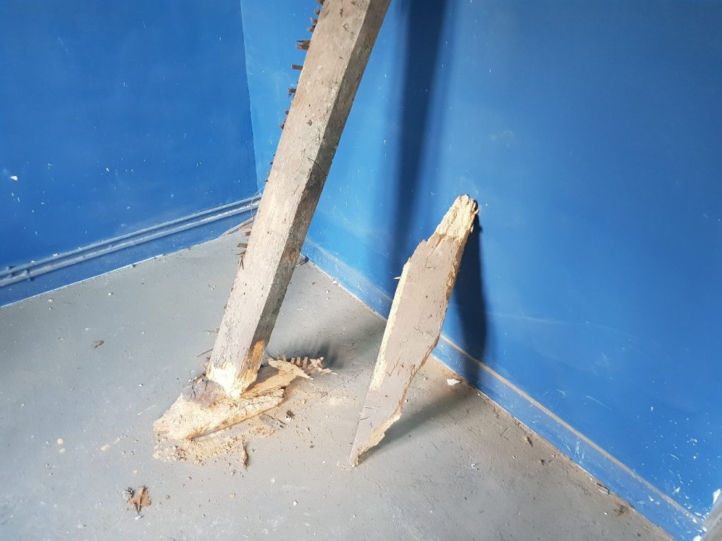 POUTRE TOMBÉE SUR SITE, ÉTAT SURFACIQUE CONVENABLE, MAIS DÉGRADATION INTERNE IMPORTANTE (CAPRICORNE DANS BOIS RÉSINEUX)