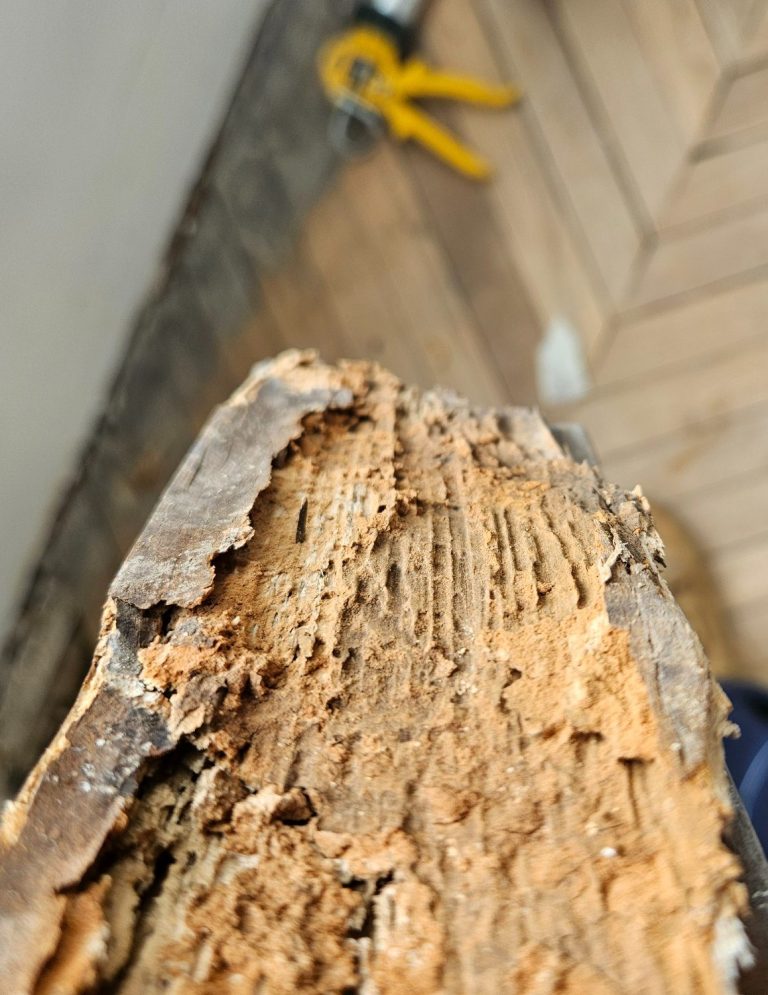 Lames bois de plancher en point de Hongrie présentant des galeries d’attaques parasitaires de larves xylophages