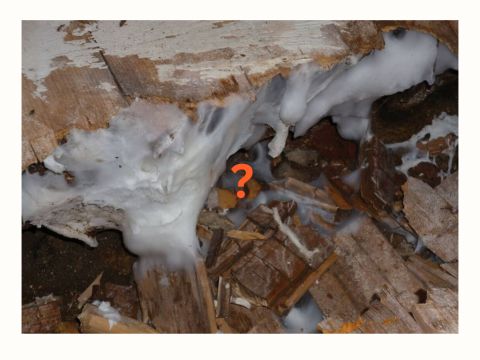 Dépôt blanc épais et fibreux se développant sur du bois en décomposition, avec un aspect cotonneux typique d’un champignon lignivore.